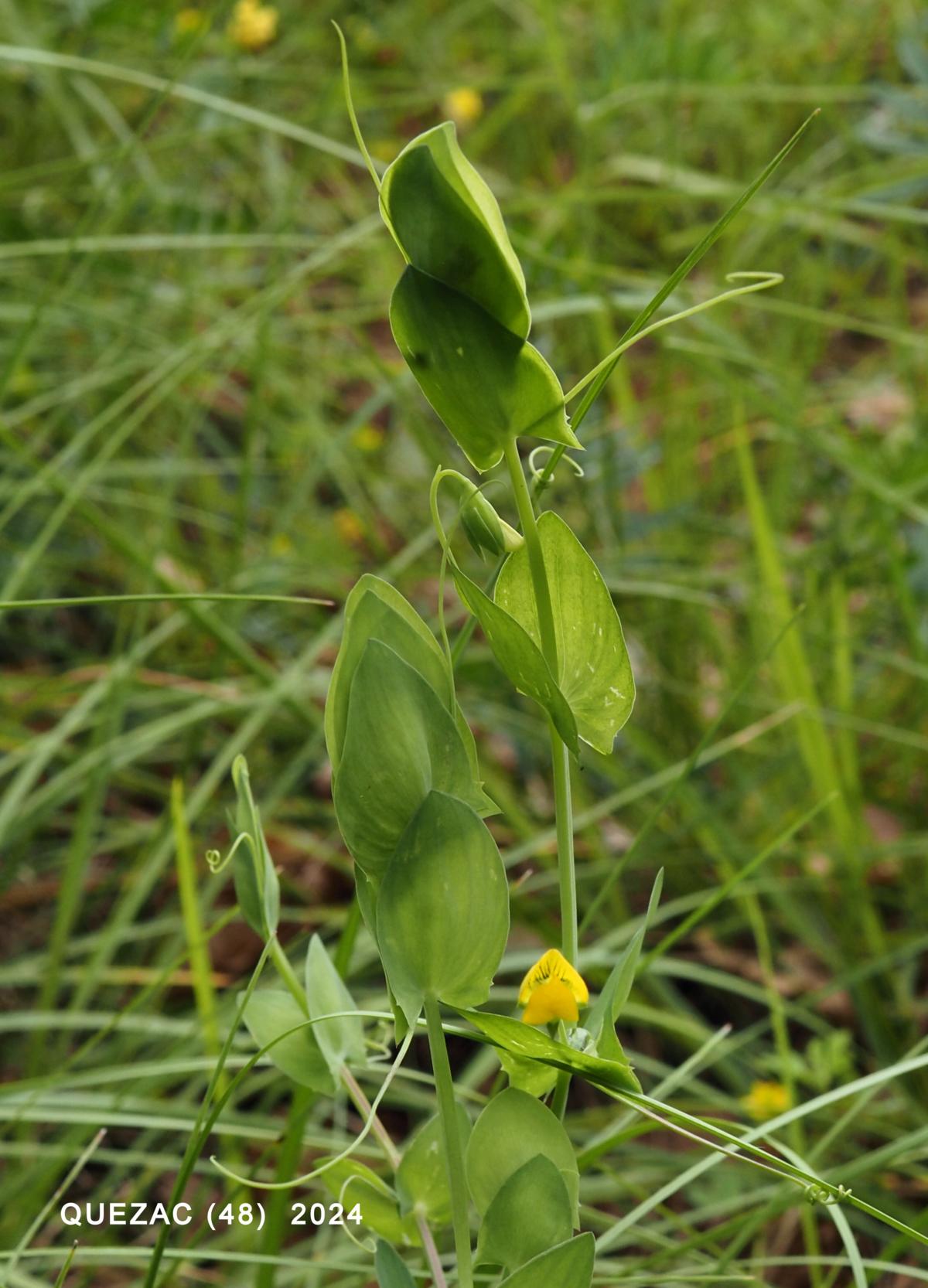 Vetchling, Yellow leaf